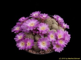 Sulcorebutia albissima HS100a 2108